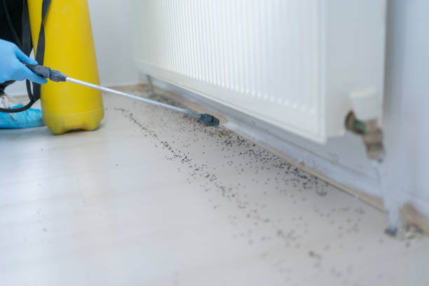 Wasp Removal Services in Fort Hood, TX