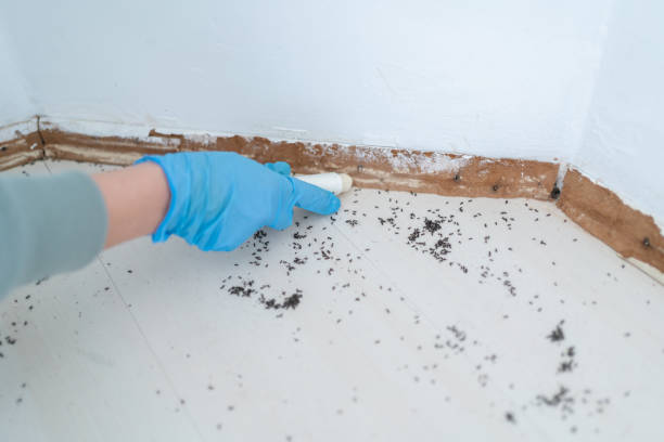 Best Flea Control Services  in Fort Hood, TX